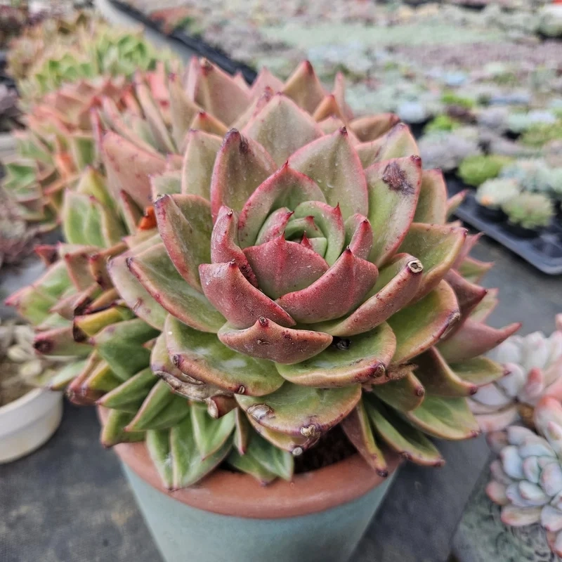 Chụp hình sống ảo với sen đá đà lạt chụp ảnh