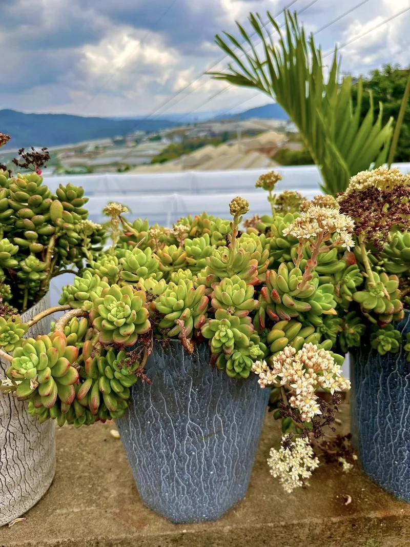 Lấy cảm hứng từ sen đá đà lạt pinterest cực đẹp