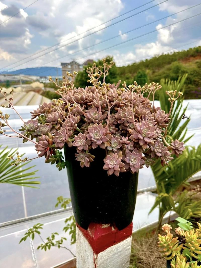 Chia sẻ hình xinh trên sen đá đà lạt instagram