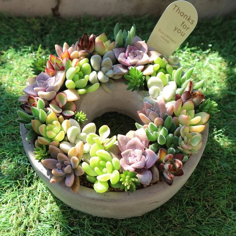 Ngắm hình ảnh sen đá đẹp tự nhiên nhất