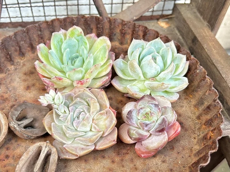 Trang trí nhà với sen đá đẹp đà lạt độc đáo