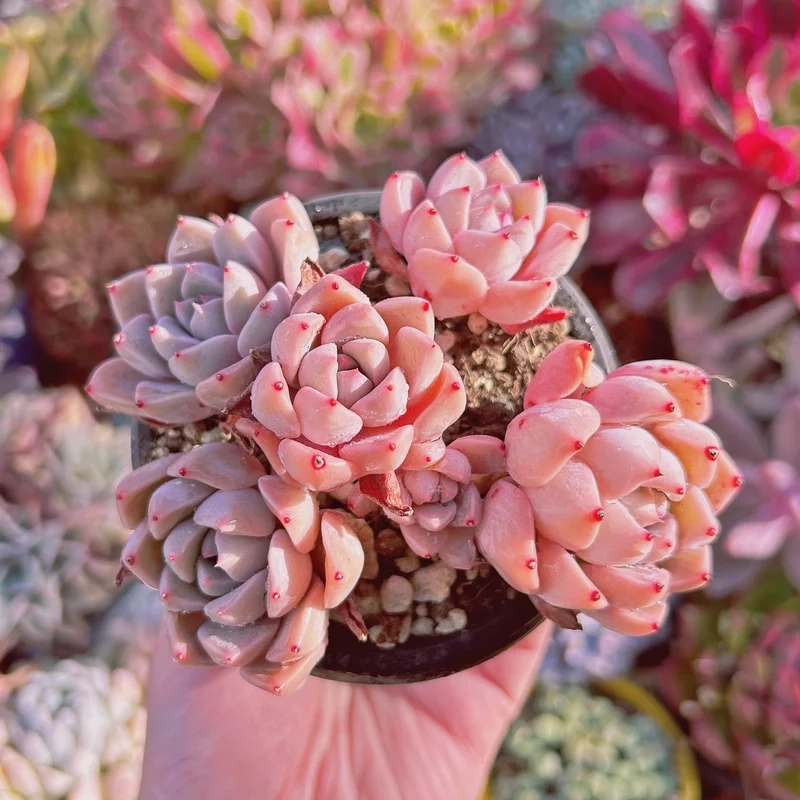 Tạo điểm nhấn với sen đá đẹp trang trí dễ thương