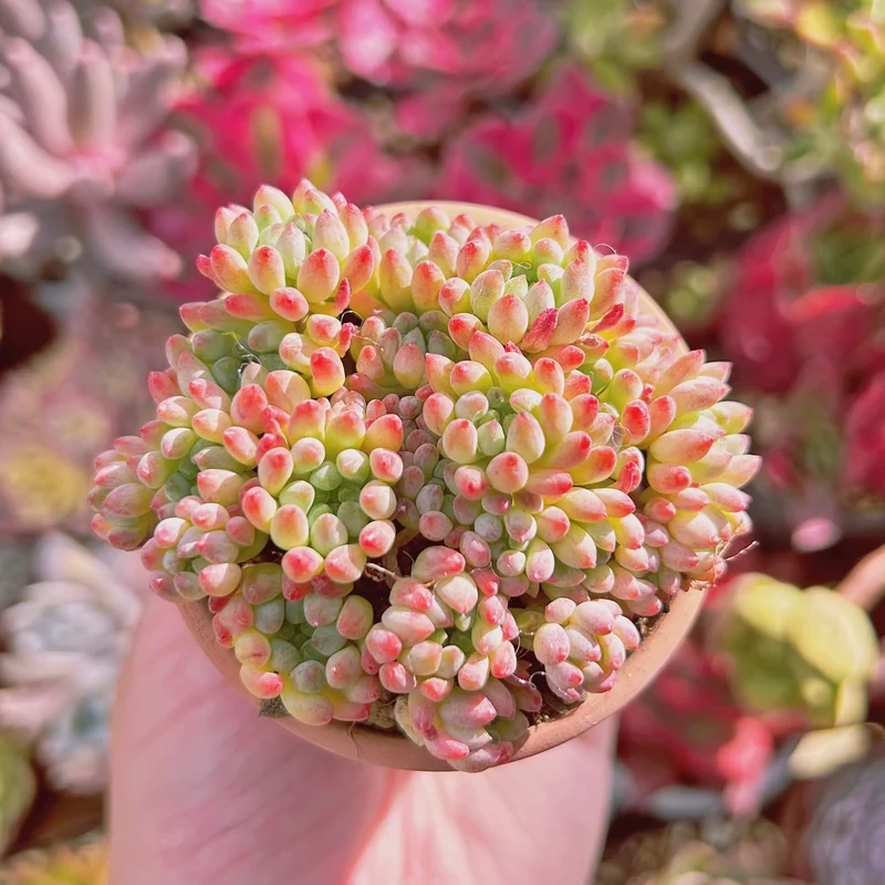 Khám phá sen đá đẹp mới lạ chưa từng thấy