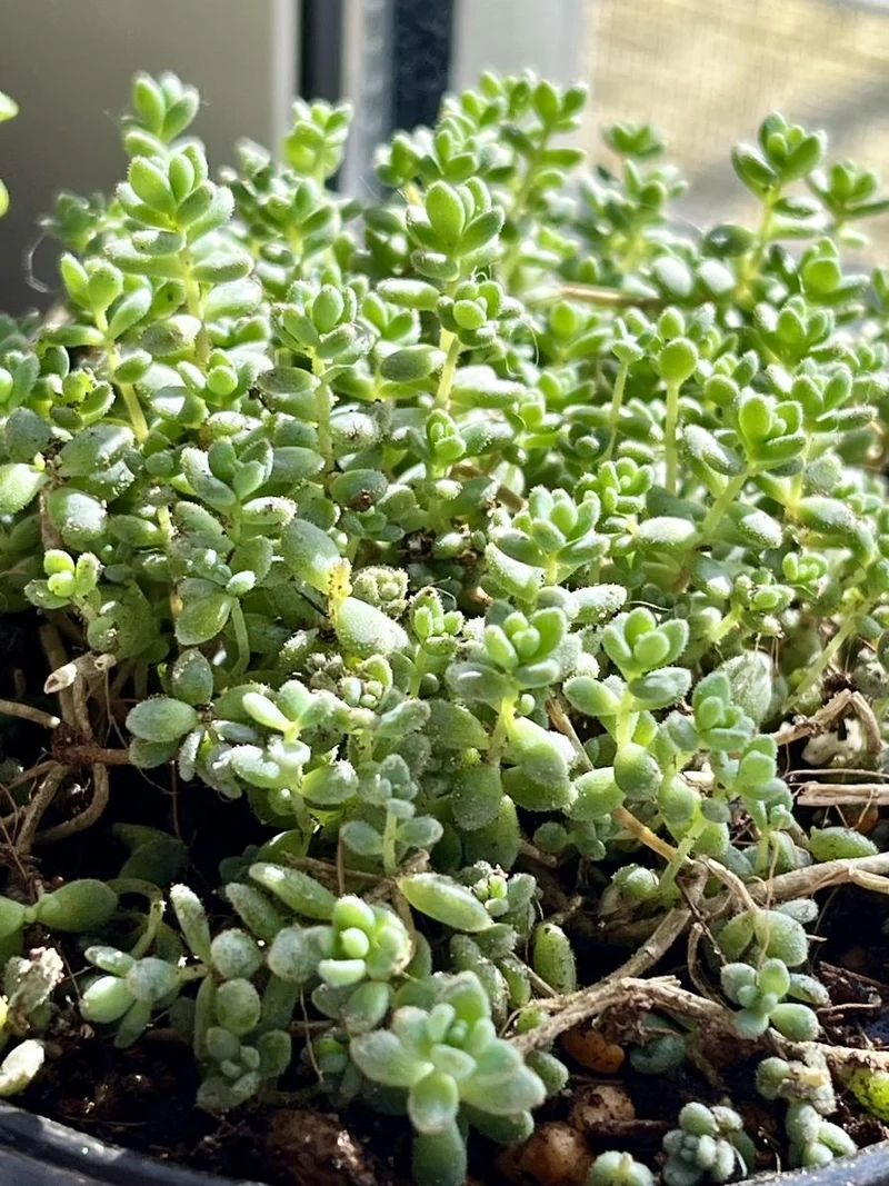 Bộ sưu tập sen đá đẹp sưu tầm cực chất