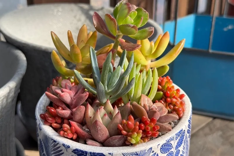 Hình ảnh tuyệt đẹp với sen đá đẹp hd chất lượng