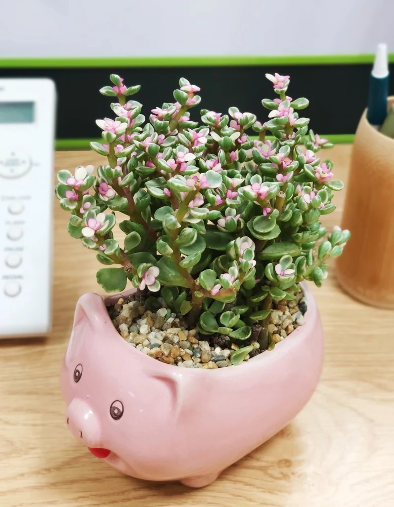 Sưu tầm ngay ảnh sen đá đô la cực chất