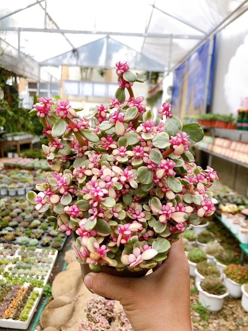 Trang trí góc xanh với sen đá đô la trang trí