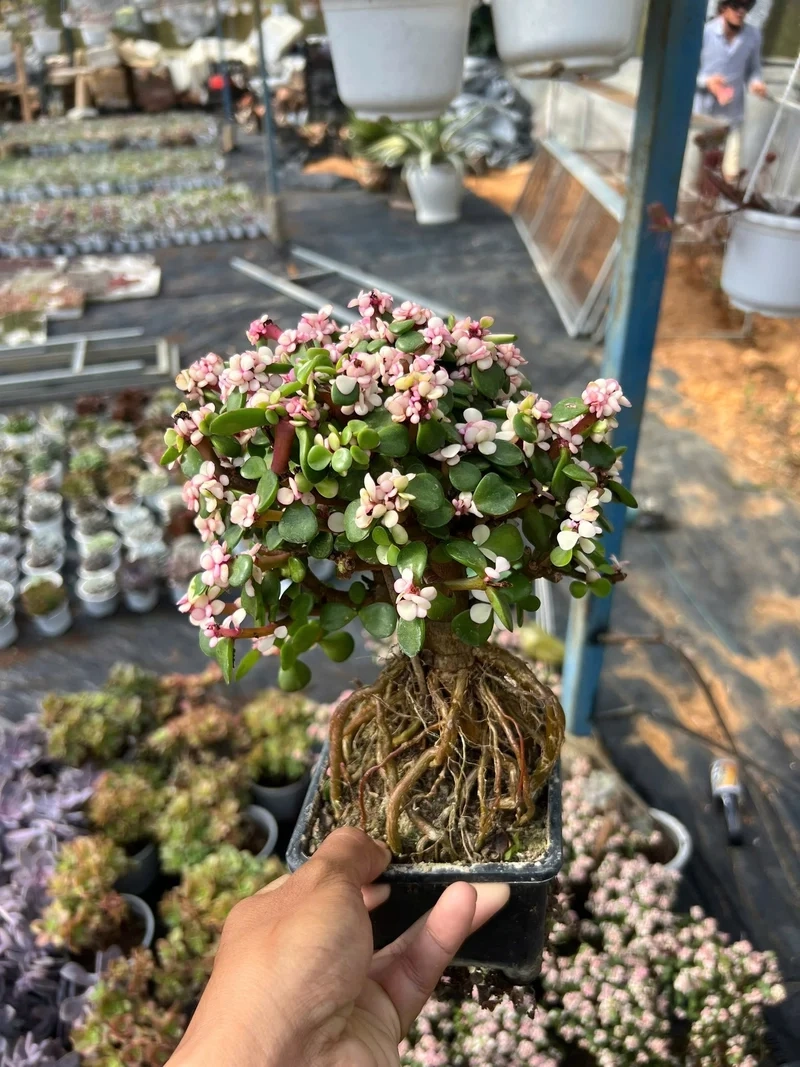 Trải nghiệm sáng tạo với sen đá đô la nghệ thuật