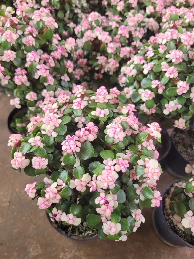 Trồng ngoài sân với sen đá đô la ngoài trời dễ chăm