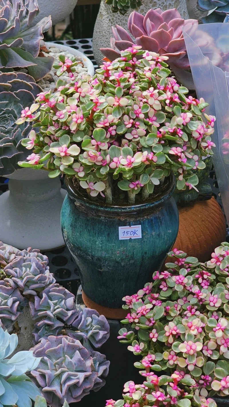 Sen đá Đô La là gì và ý nghĩa đặc biệt