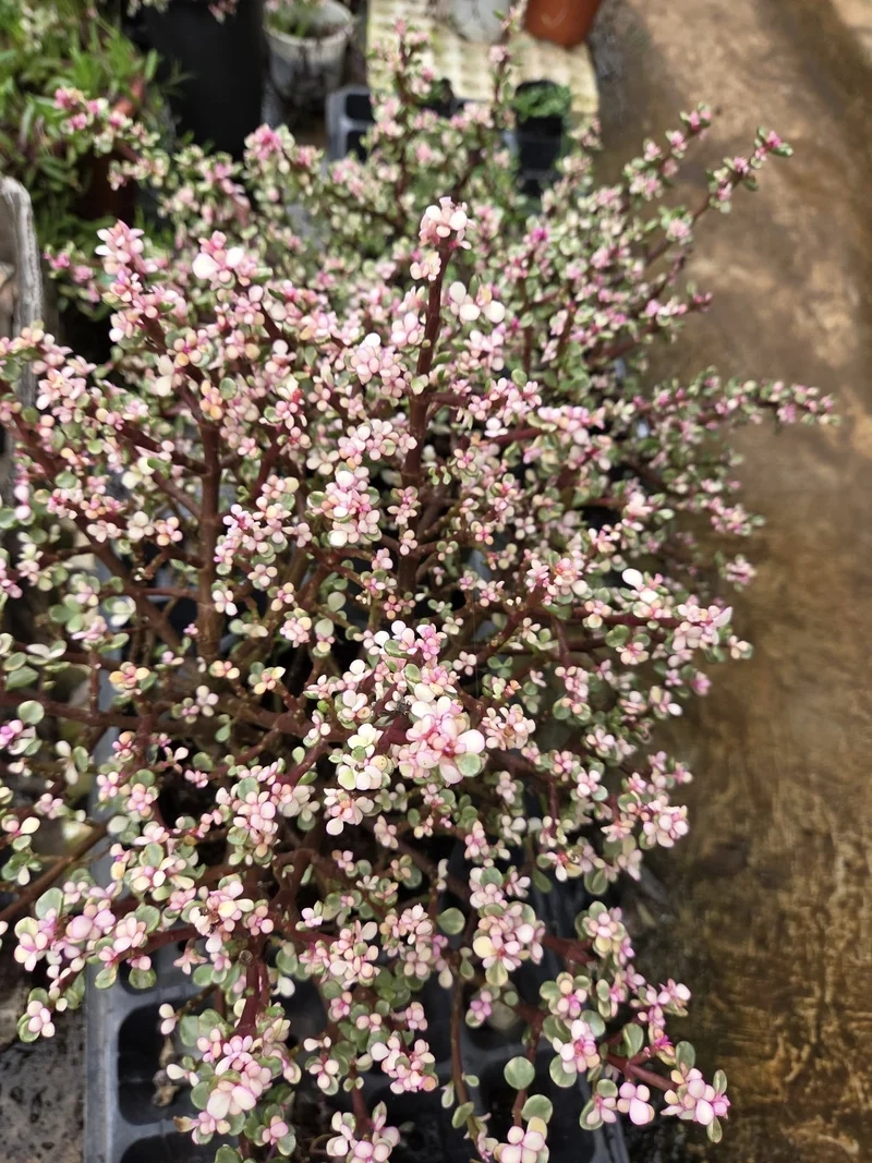 Lấy cảm hứng từ sen đá đô la pinterest cực đẹp