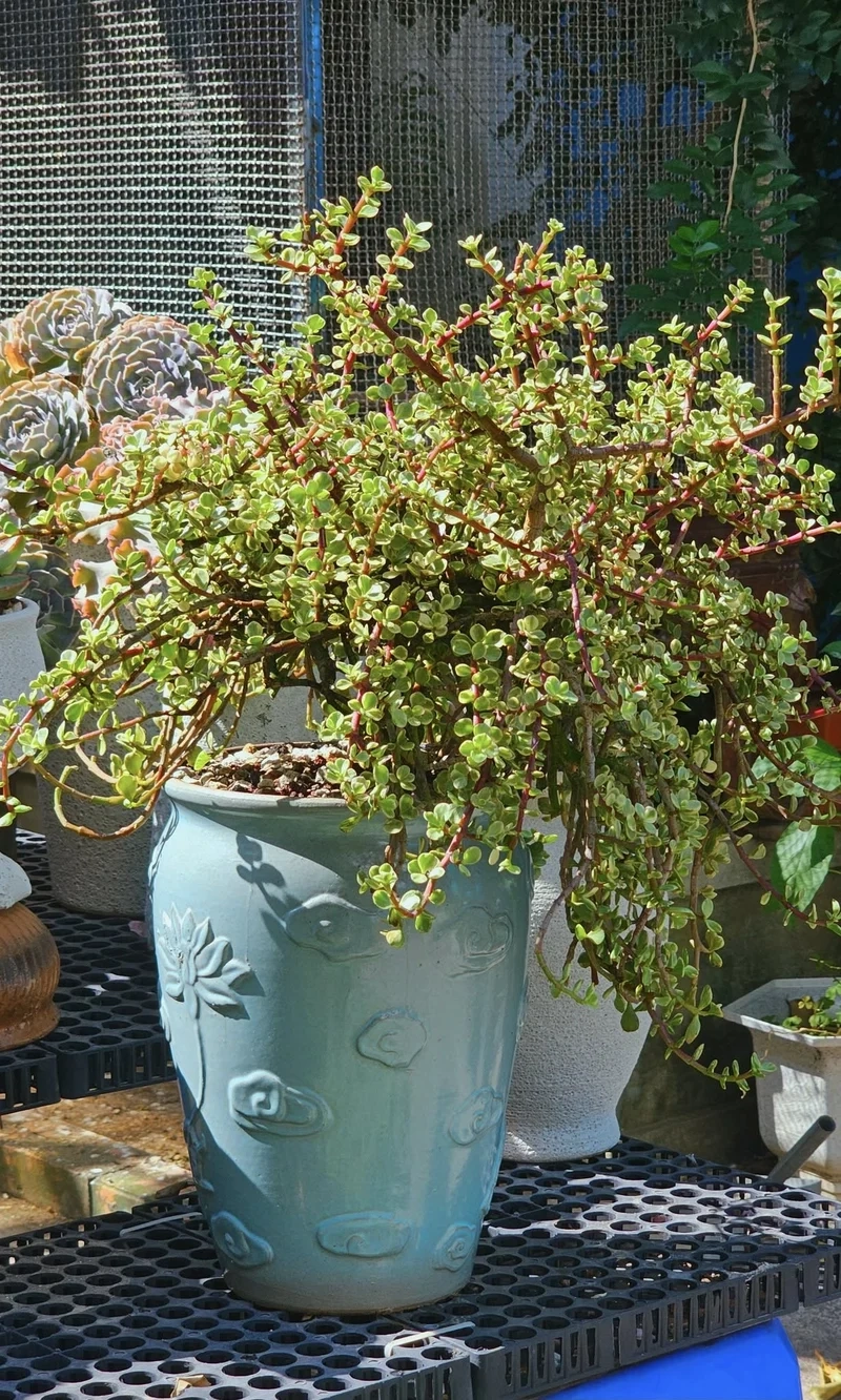 Chia sẻ hình xinh trên sen đá đô la instagram