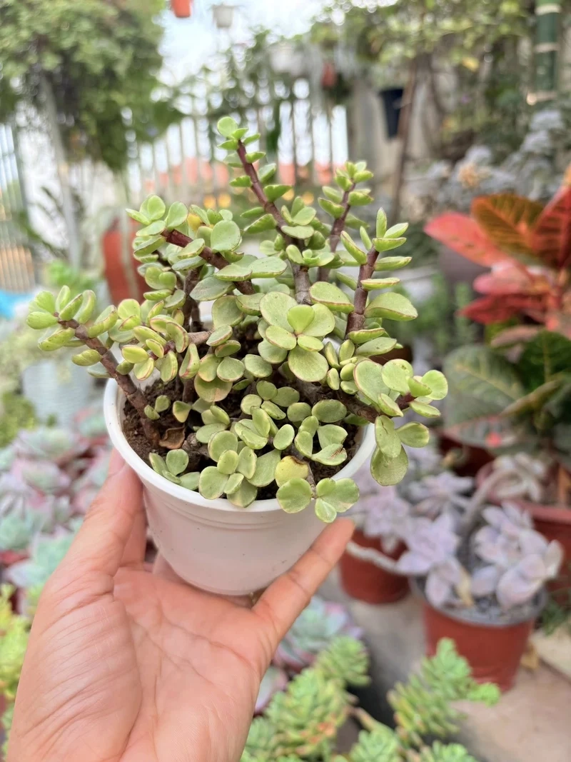 Ngắm chi tiết sắc nét với sen đá đô la hd