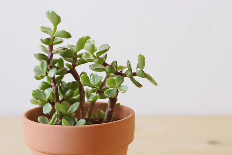 Sưu tầm sen đá Đô La đẹp nhất cực hiếm