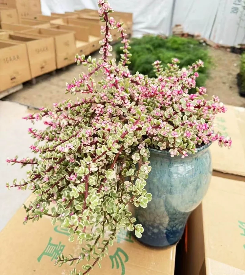 Ngắm vẻ đẹp tự nhiên của sen đá đô la đẹp tự nhiên