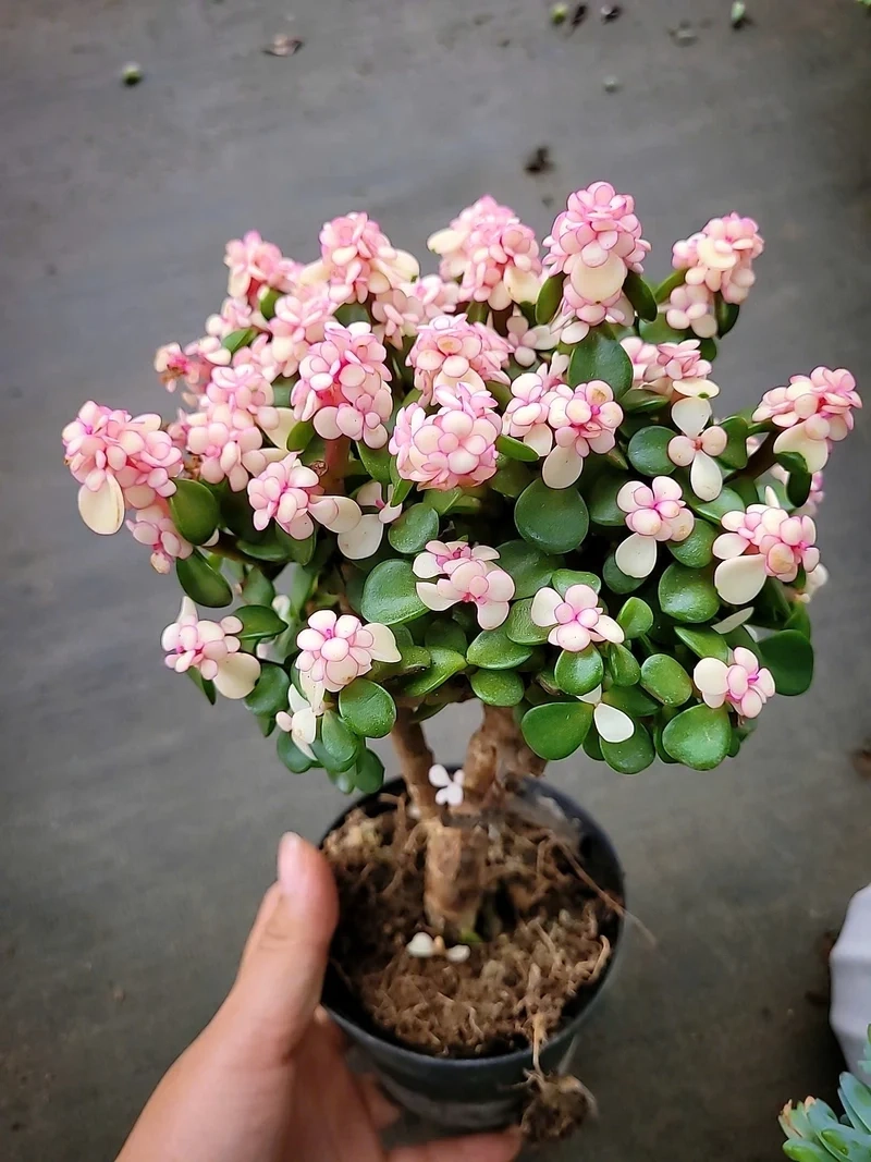 Trồng dễ dàng với sen đá giá rẻ sinh viên