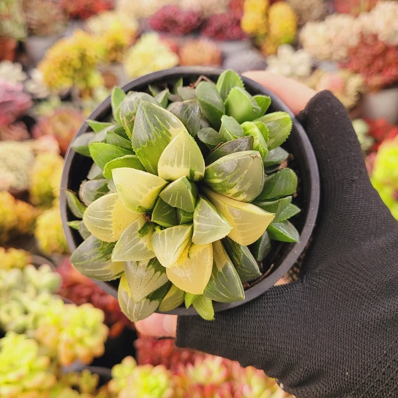 Trang trí không gian xinh với sen đá giá rẻ trang trí