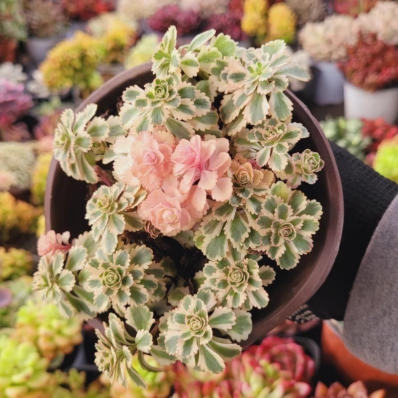 Trồng nhanh và đẹp nhờ sen đá giá rẻ dễ trồng