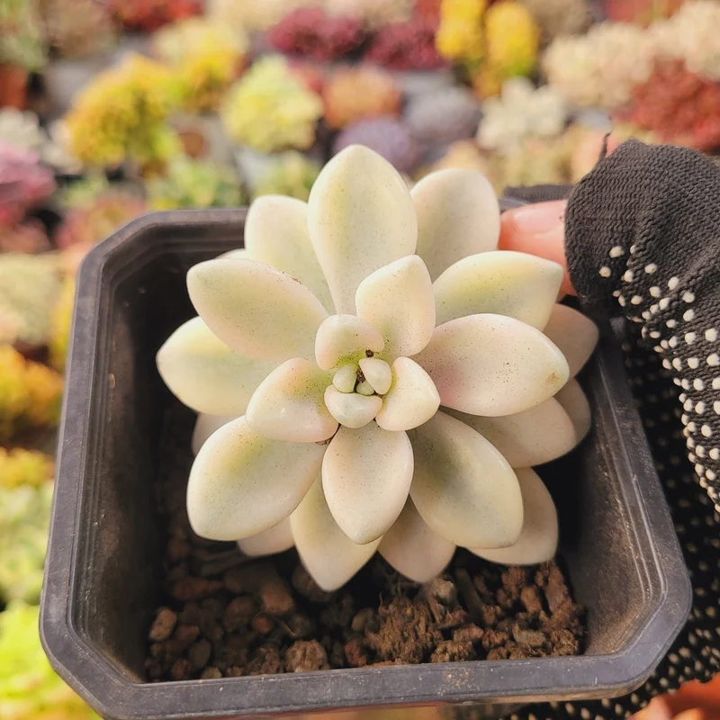 Ngắm xanh mát từ sen đá giá rẻ đà lạt