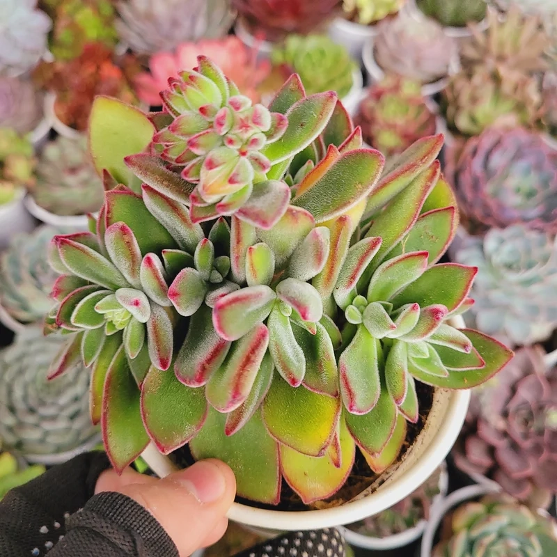 Tặng yêu thương với sen đá giá rẻ làm quà