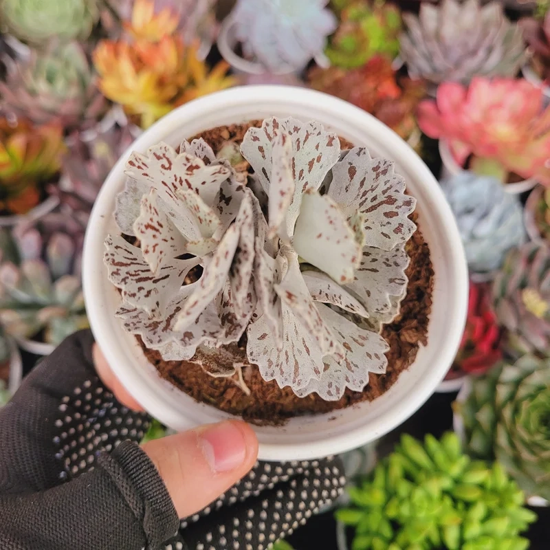 Sắm ngay sen đá giá rẻ sỉ siêu tiết kiệm