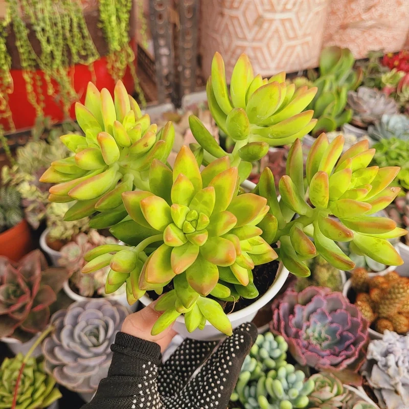 Sen đá giá rẻ là gì và lý do được ưa chuộng