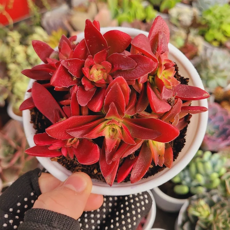 Mang may mắn vào nhà với sen đá giá rẻ phong thủy