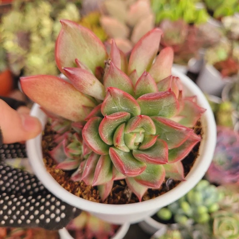 Tải về sen đá giá rẻ hd cực chất