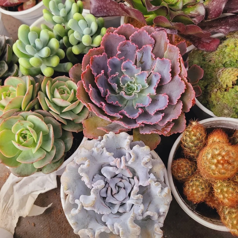 Decor sáng tạo với sen đá giá rẻ decor