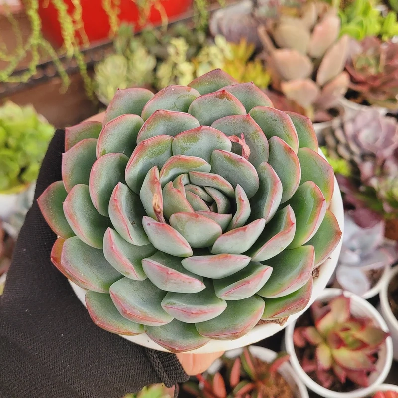 Khám phá phổ biến với sen đá giá rẻ phổ biến