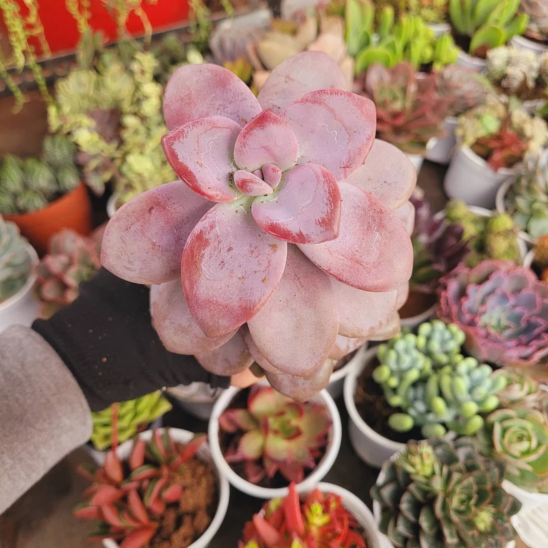 Sưu tầm độc đáo nhờ sen đá giá rẻ sưu tầm