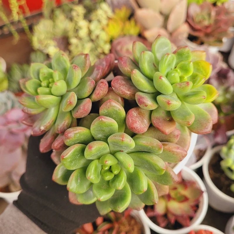 Chụp hình cực chất với sen đá giá rẻ chụp ảnh