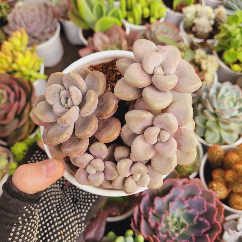 Lưu ngay sen đá giá rẻ pinterest cho bộ sưu tập