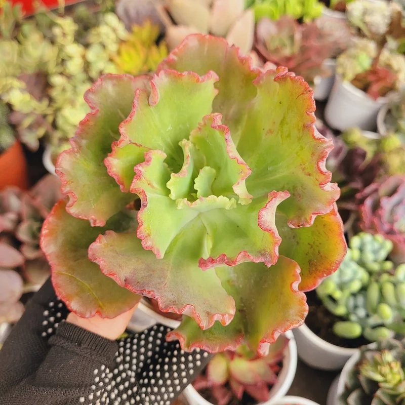 Chia sẻ độc đáo trên sen đá giá rẻ instagram