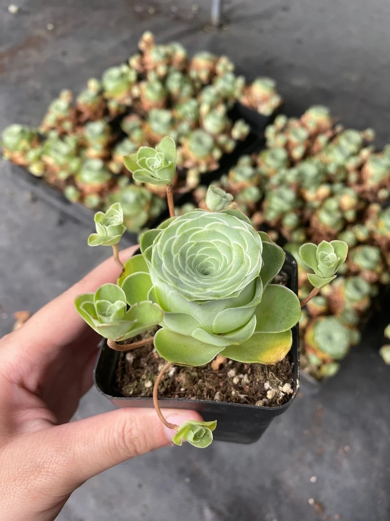 Khám phá vẻ hoàn hảo của sen đá Hoa Hồng đẹp nhất