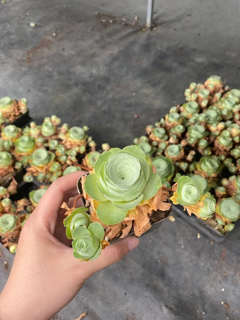 Trồng ngoài trời xinh xắn nhờ sen đá hoa hồng ngoài trời