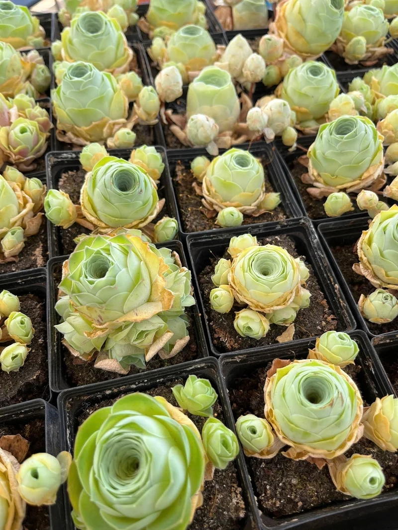 Lưu lại sen đá hoa hồng pinterest cho bộ sưu tập