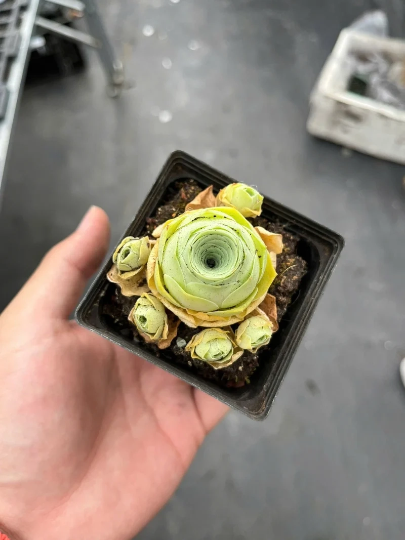 Chia sẻ ngay sen đá hoa hồng instagram độc đáo