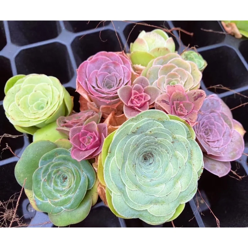 Ngắm chi tiết sen đá hoa hồng 4k sống động