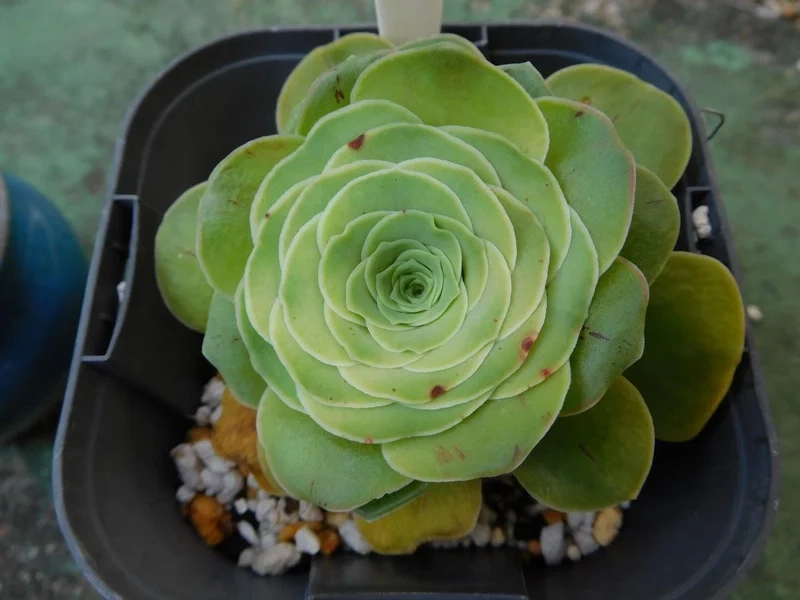 Tự nhiên rực rỡ với sen đá hoa hồng đẹp tự nhiên