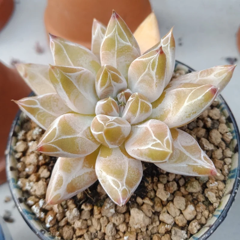 Nghệ thuật tinh tế từ sen đá kim cương nghệ thuật