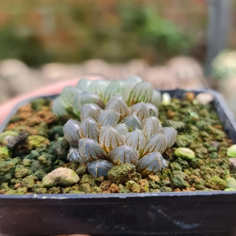 Decor sáng tạo nhờ sen đá kim cương trang trí