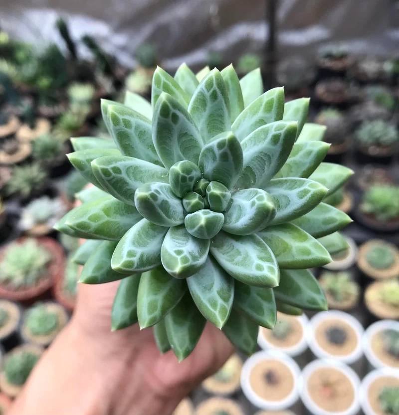 Mang may mắn vào nhà với sen đá kim cương phong thủy