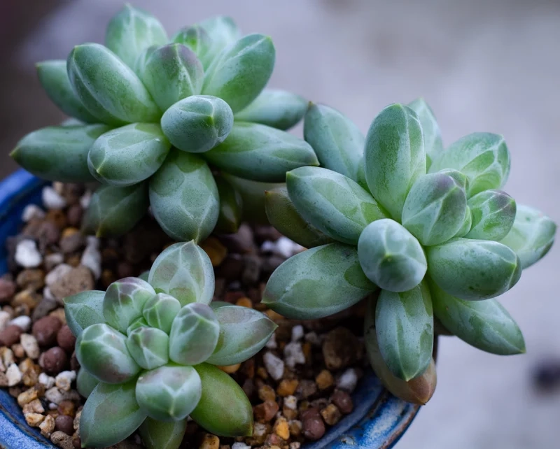 Trồng ngoài trời với sen đá kim cương ngoài trời