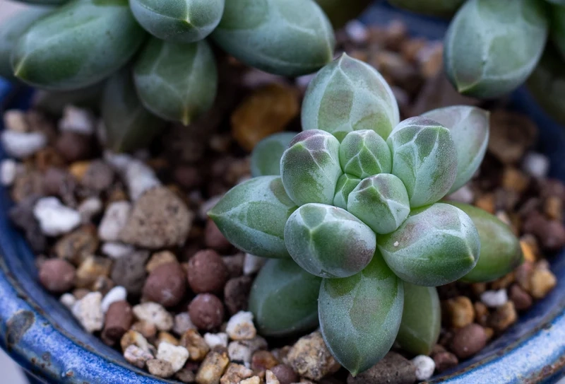 Chụp hình cực chất với sen đá kim cương chụp ảnh