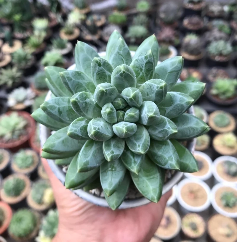 Ngắm chi tiết sen đá kim cương 4k sống động