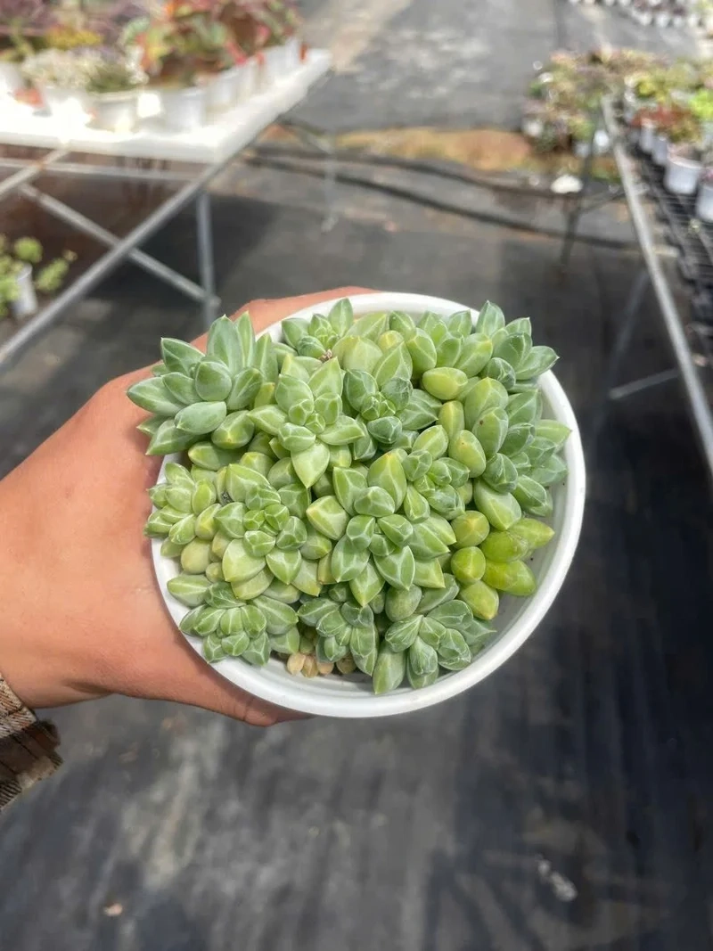 Trồng dễ dàng nhờ sen đá kim cương dễ trồng