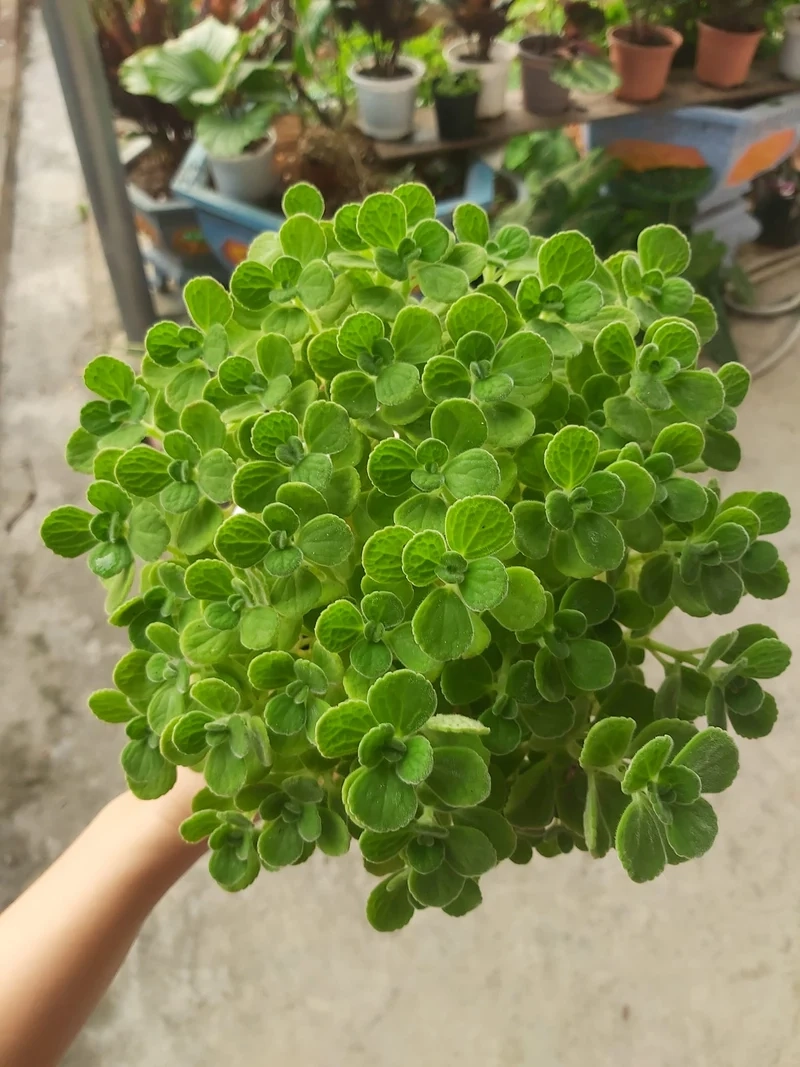 Trồng dễ dàng nhờ sen đá lá thơm dễ chăm