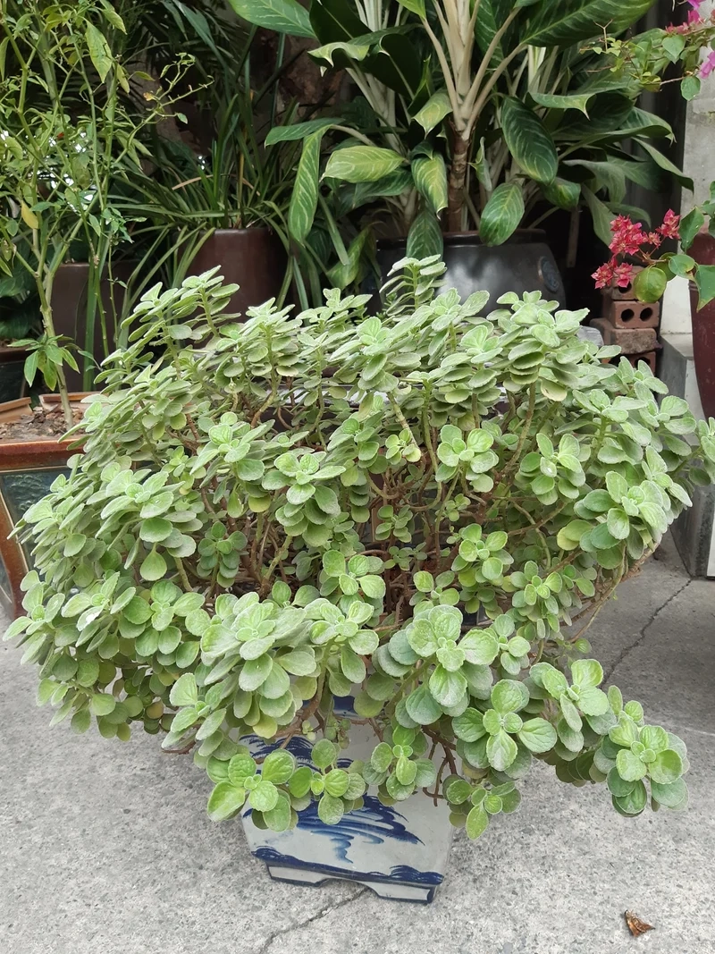 Trang trí xinh xắn với sen đá lá thơm trang trí