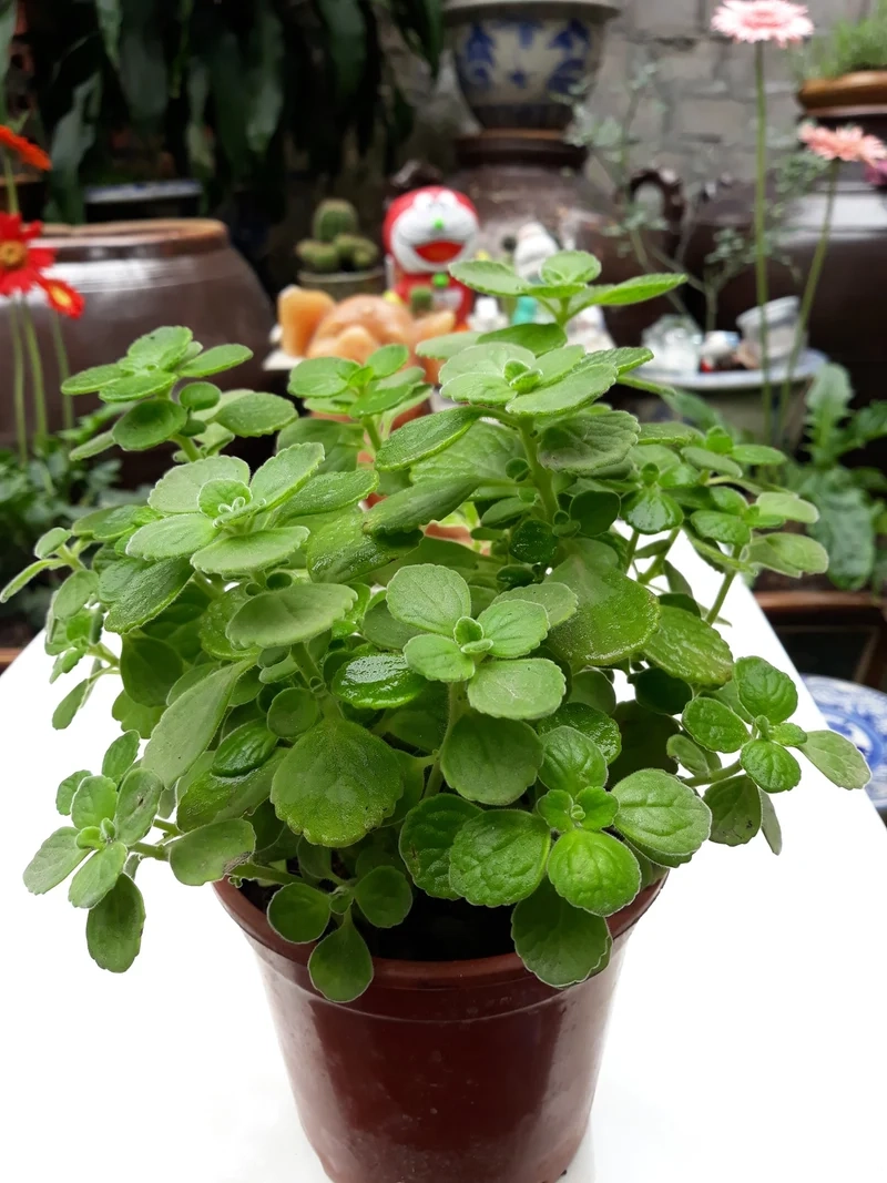 Biến không gian nhỏ thành vườn đẹp nhờ sen đá lá thơm cảnh